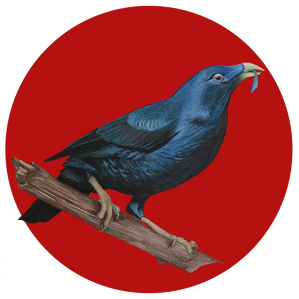 Satin Bowerbird Thumbnail