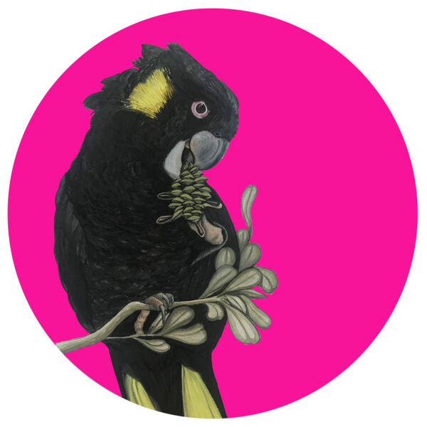Yellow Tailed Black Cockatoo Thumbnail