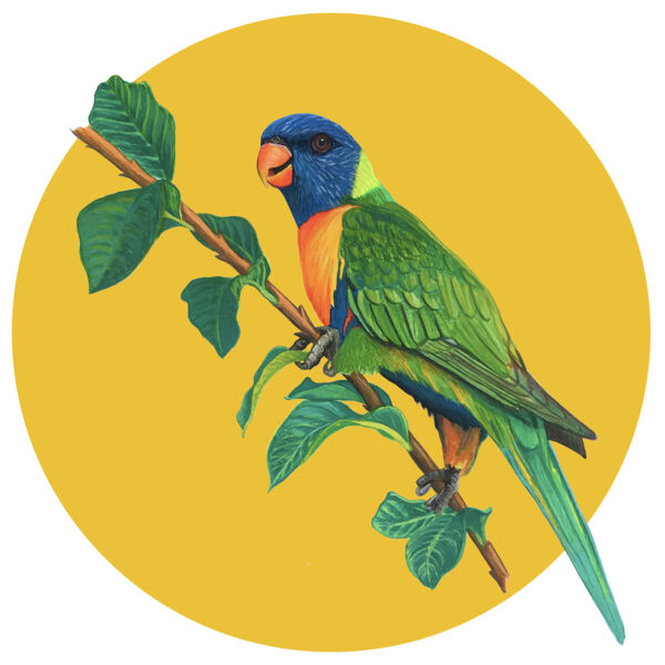 Rainbow Lorikeet Thumbnail