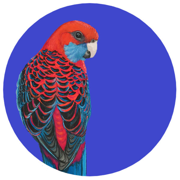 Crimson Rosella Thumbnail