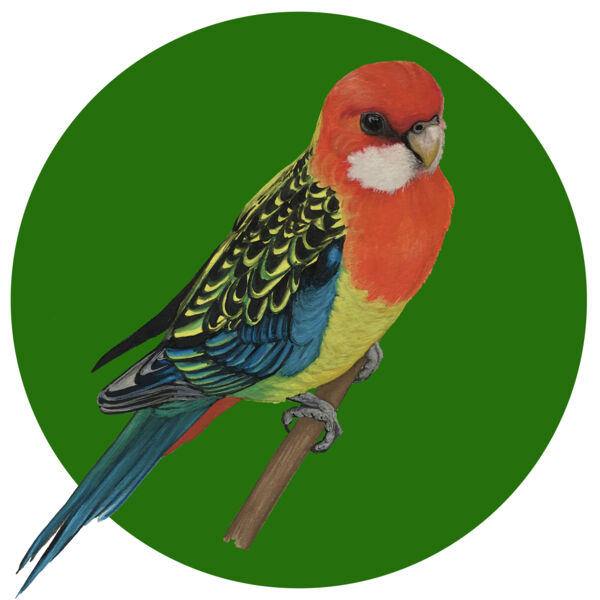 Eastern Rosella Thumbnail