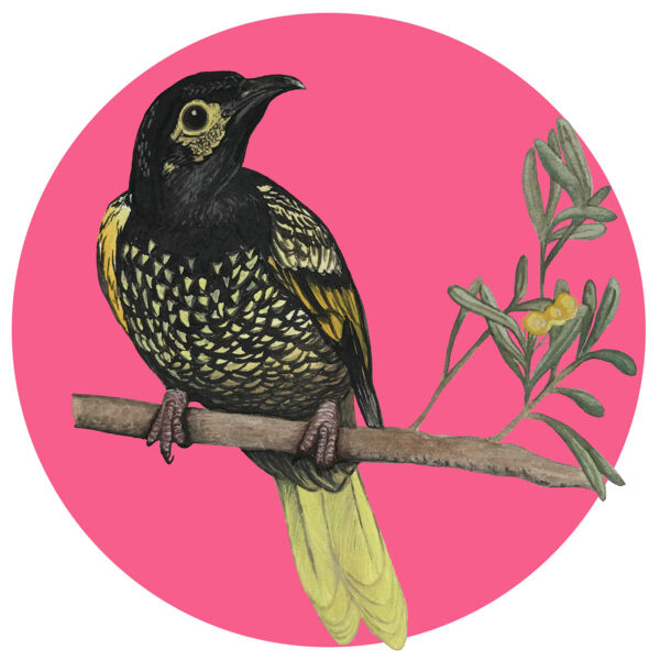 Regent Honeyeater Thumbnail