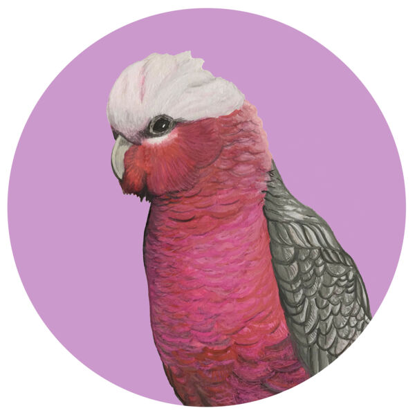Galah Thumbnail