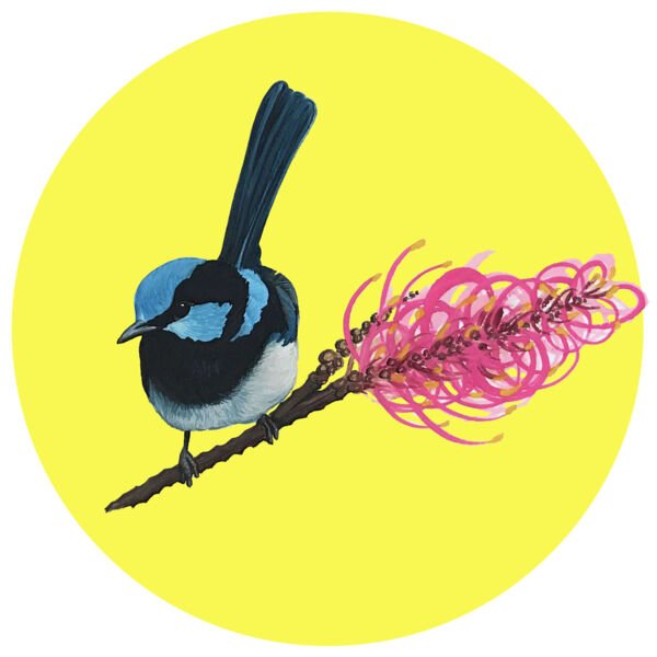 Superb Fairy Wren Thumbnail