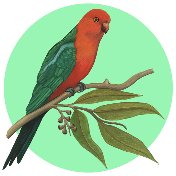 King Parrot Thumbnail