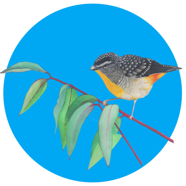 Spotted Pardalote Thumbnail