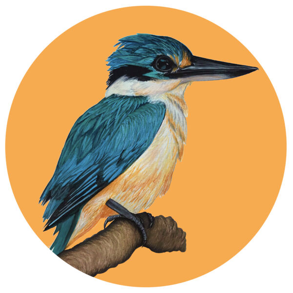 Sacred Kingfisher Thumbnail