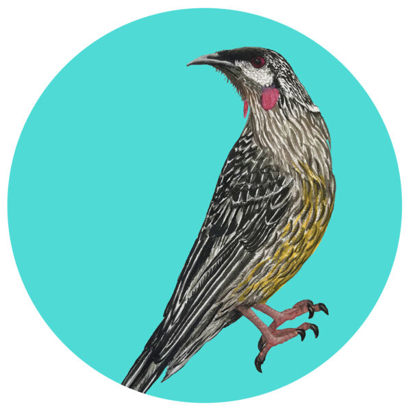 Red Wattlebird Thumbnail