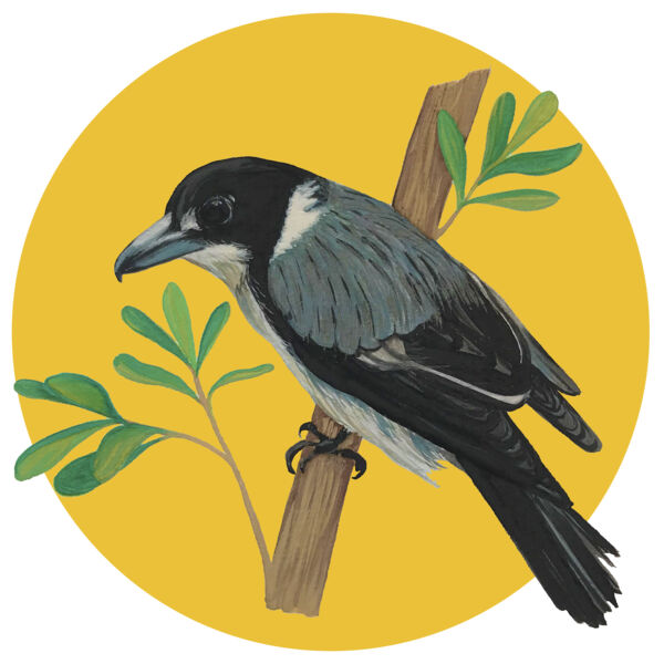 Butcherbird Thumbnail