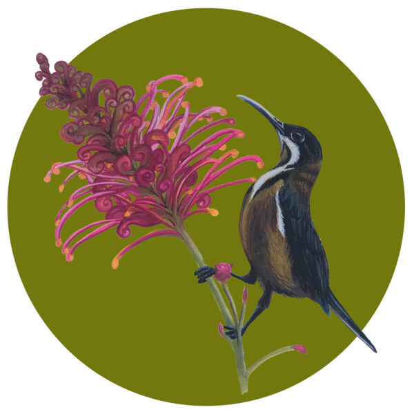 Eastern Spinebill Thumbnail