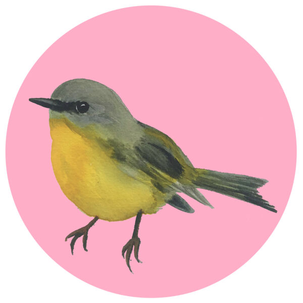 Eastern Yellow Robin Thumbnail
