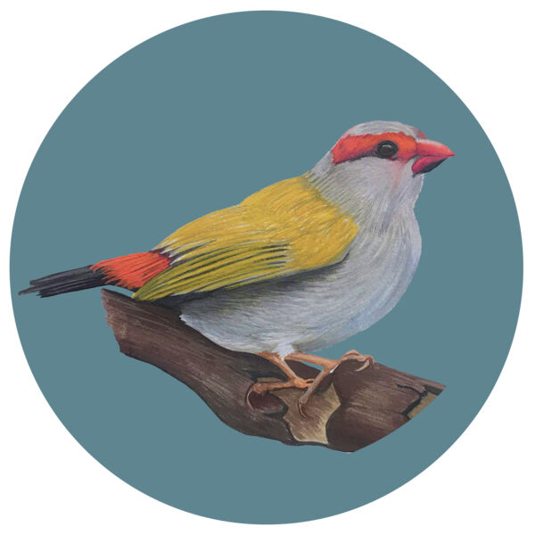 Red Browed Finch Thumbnail