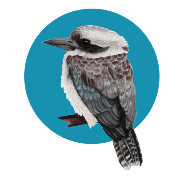 Kookaburra Thumbnail