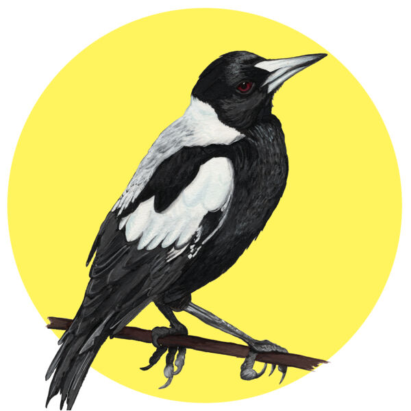 Australian Magpie Thumbnail