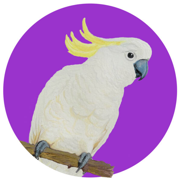 Sulphur Crested Cockatoo Thumbnail
