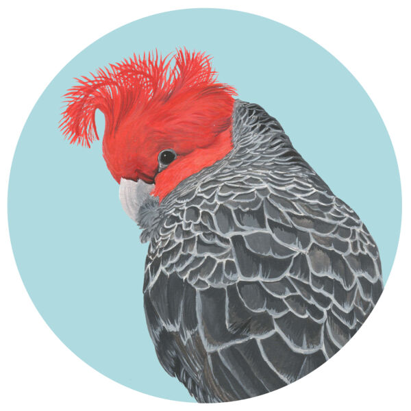 Gang-gang Cockatoo Thumbnail