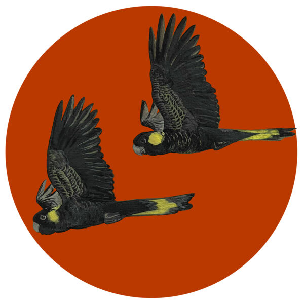 Black Cockatoos in Flight Thumbnail