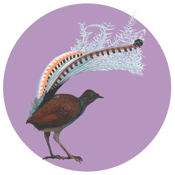 Superb Lyrebird Thumbnail