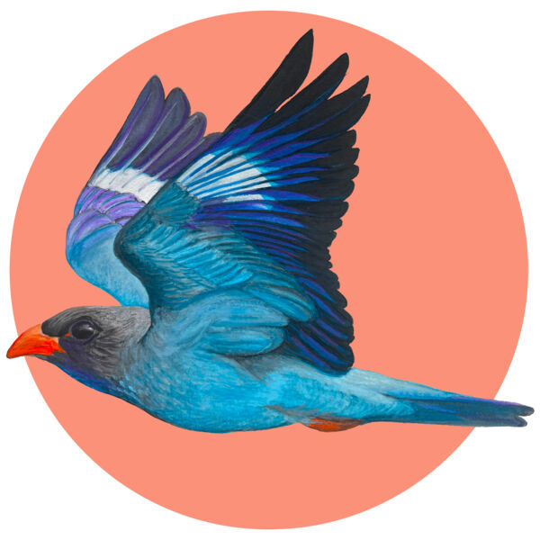 Oriental Dollarbird Thumbnail