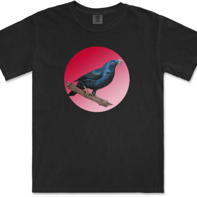 Satin Bowerbird 2 Thumbnail